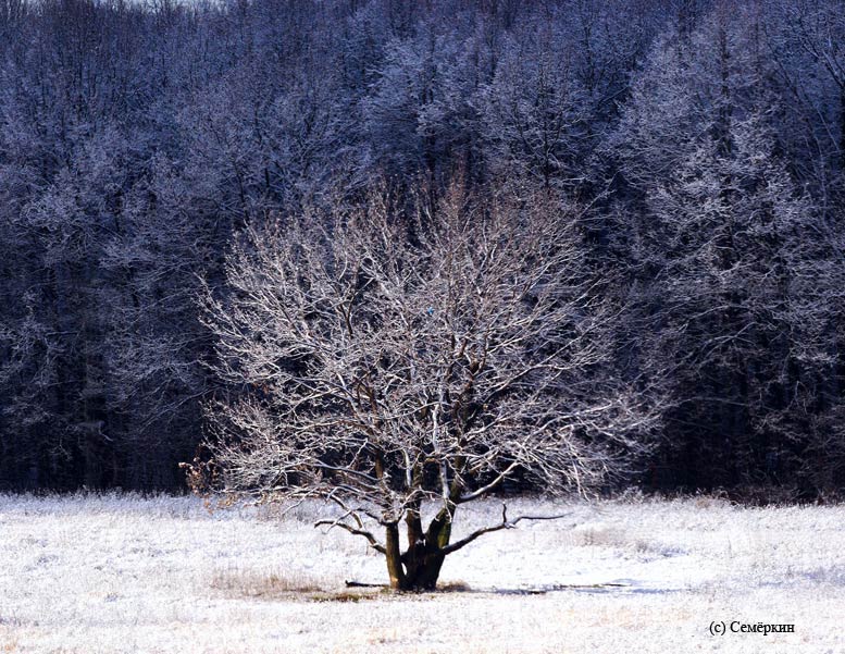 Телперион - Серебряное дерево Валар - реинкарнация в Казани