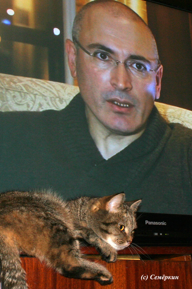 Кошка и Ходорковский