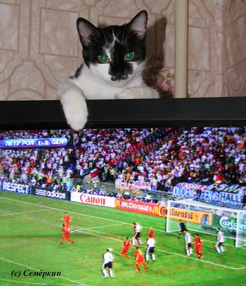 Как кошки смотрят футбол