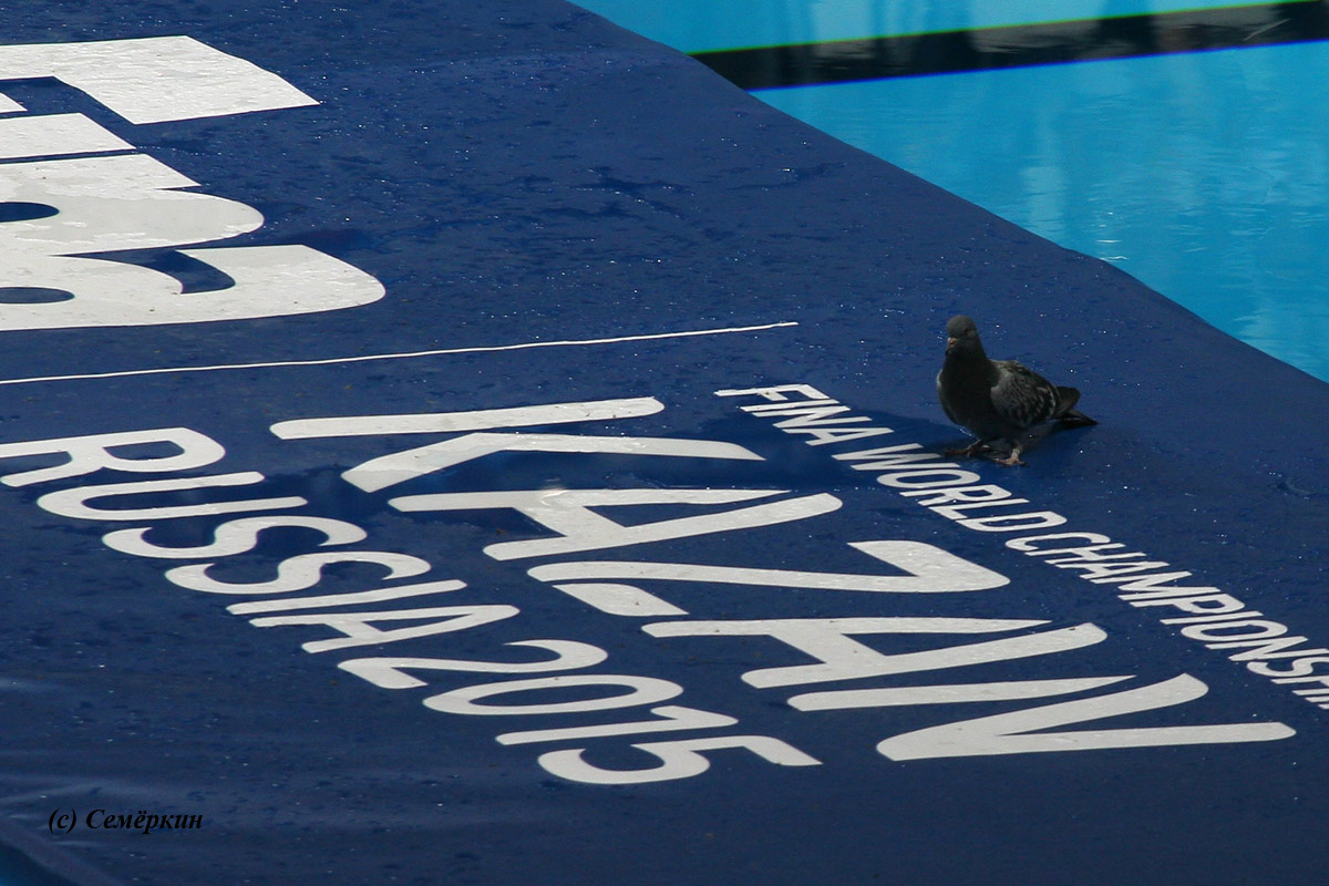 Казанский голубь прилетел посмотреть выступление синхронисток на чемпионате ФИНА. Синхронное плавание. Чемпионат мира ФИНА по водным видам спорта 2015 года в Казани. 