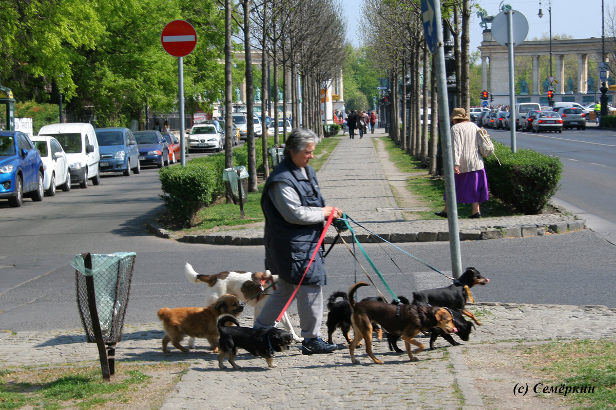 Будапешт - На прогулку с семью собаками