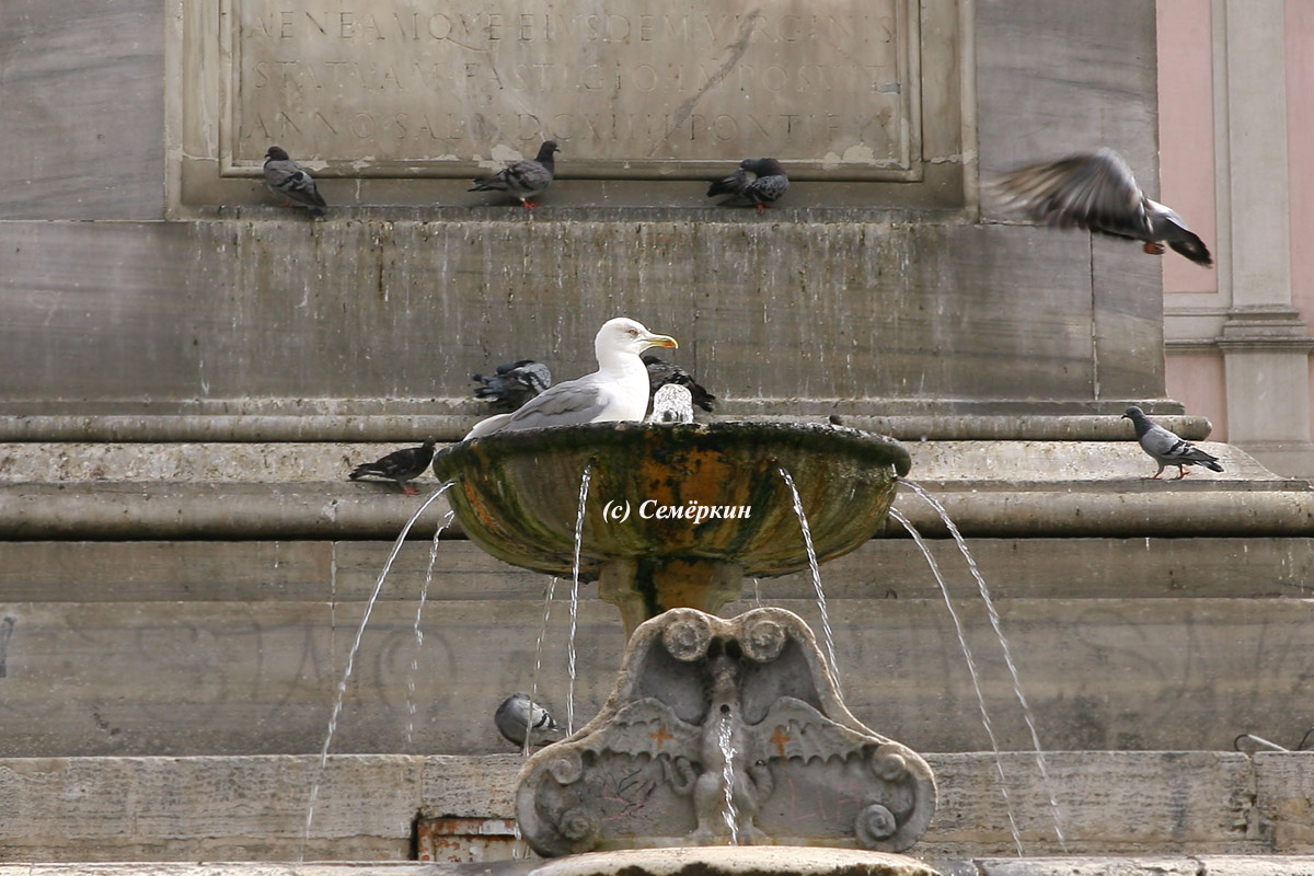 Рим - чайка в фонтане