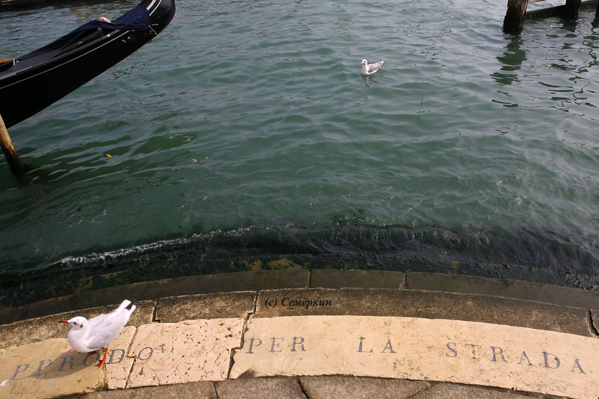 Венеция - Ступеньки набережной уходят в изумрудное море
