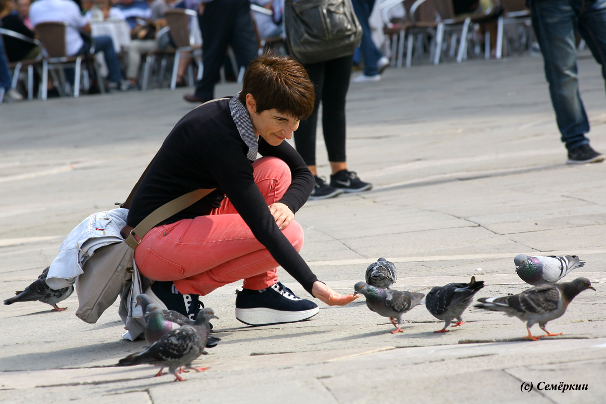 За кормление голубей в Венеции положен штраф в 500 евро