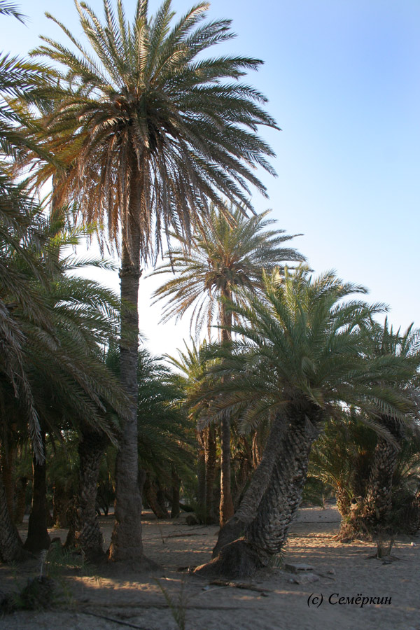 Ваи - пальмы