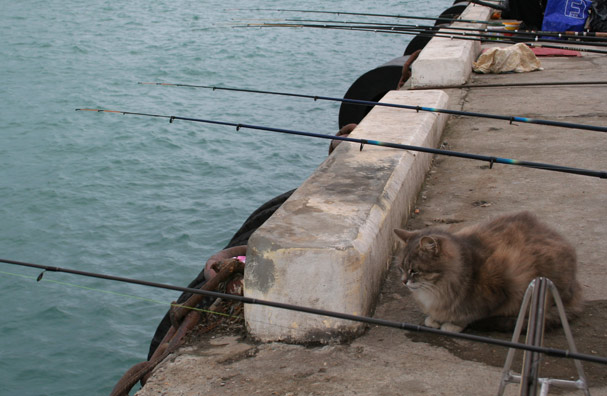 сочинский кот в порту