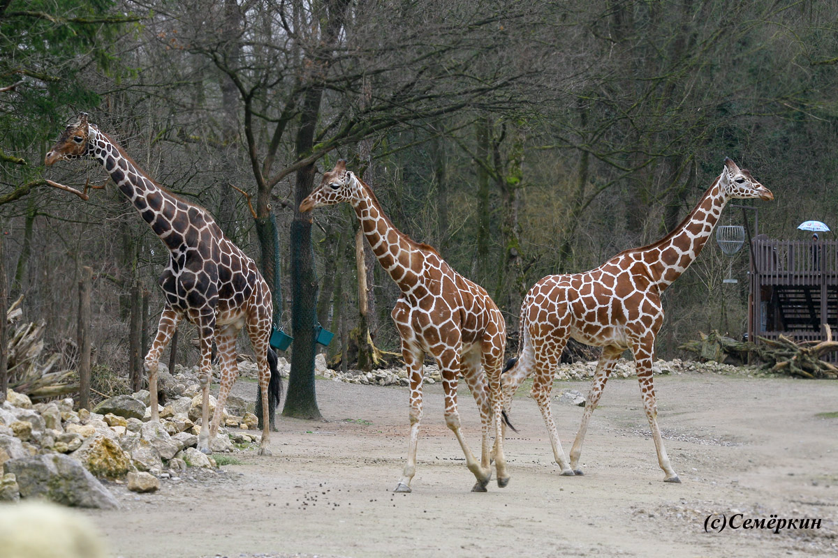 Зоопарк Хеллабрунн (Hellabrunn) - Три жирафа