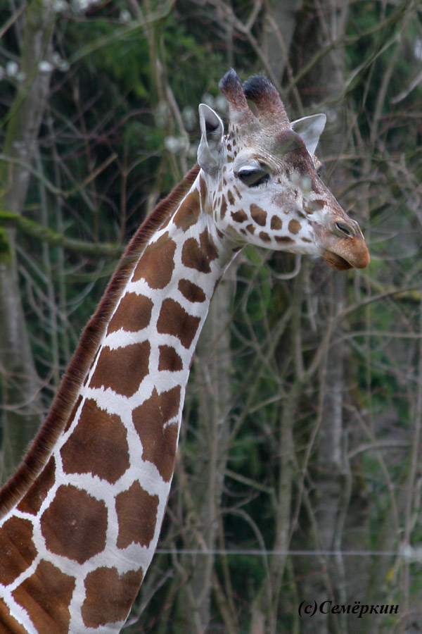Зоопарк Хеллабрунн (Hellabrunn) - Далеко на озере Чад задумчивый бродит жираф 