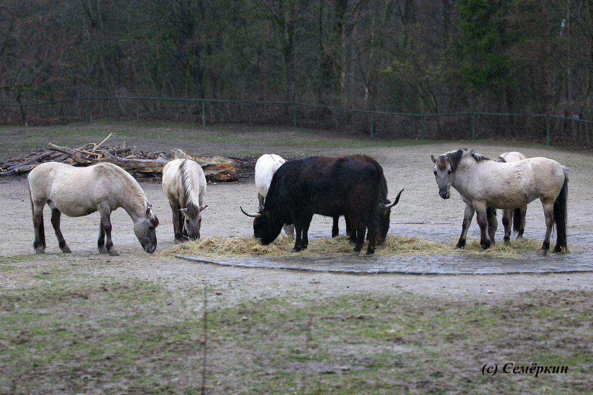 Зоопарк Хеллабрунн (Hellabrunn) - бык и лошади