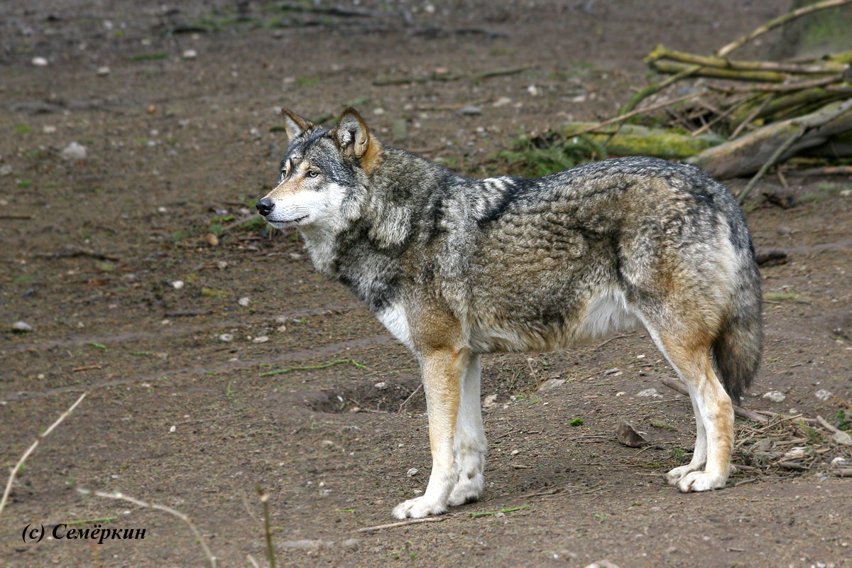 Зоопарк Хеллабрунн (Hellabrunn) - волк