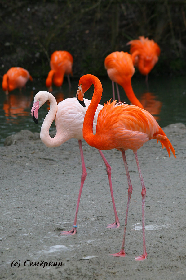 Зоопарк Хеллабрунн (Hellabrunn) - фламинго