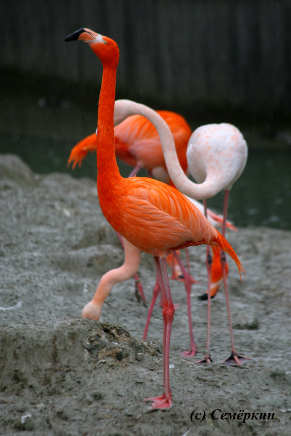 Зоопарк Хеллабрунн (Hellabrunn) - двухглавый фламинго - герб России