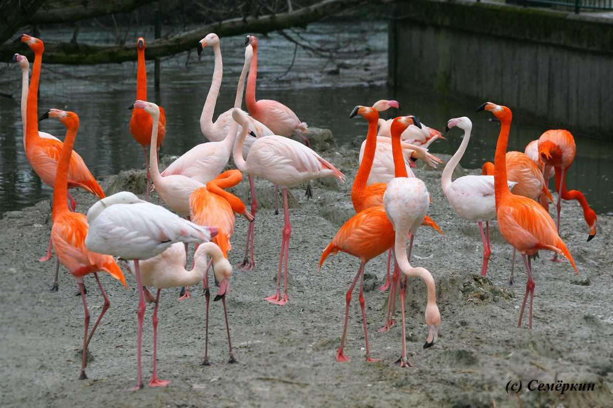 Зоопарк Хеллабрунн (Hellabrunn) - розовые фламинго