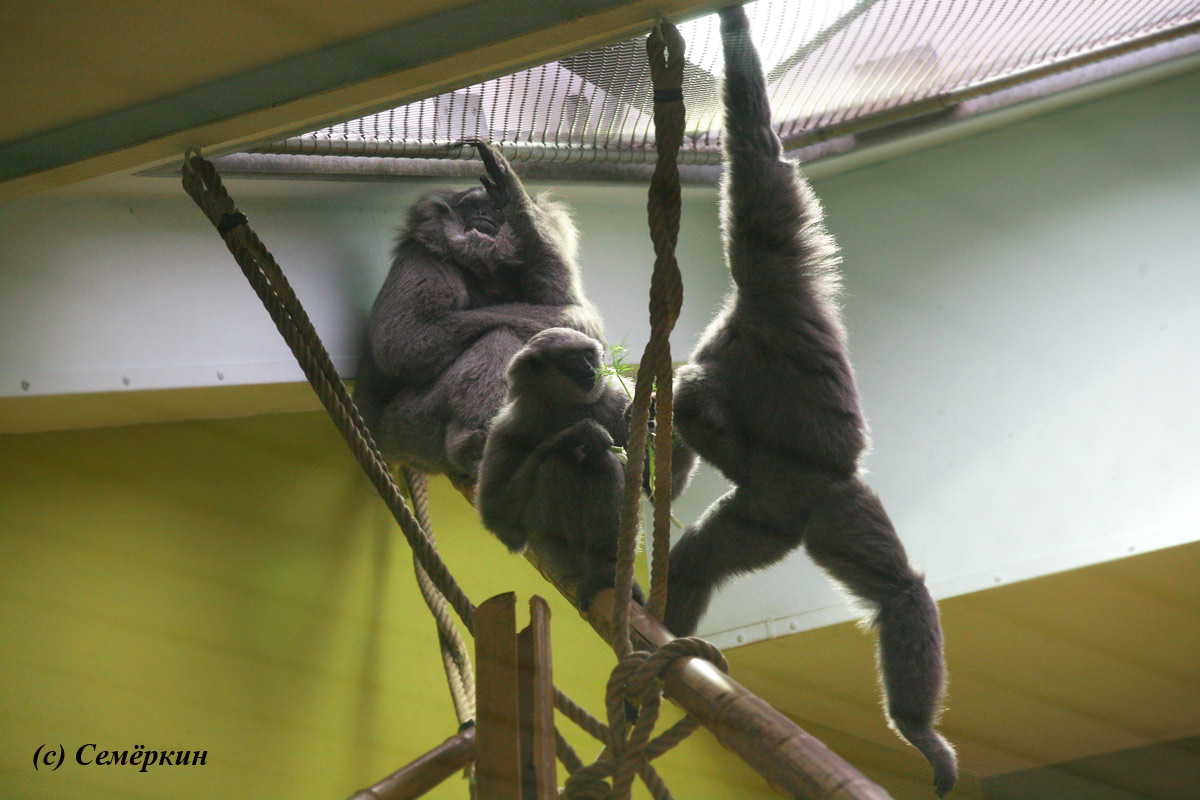 Зоопарк Хеллабрунн (Hellabrunn) - обезьяны