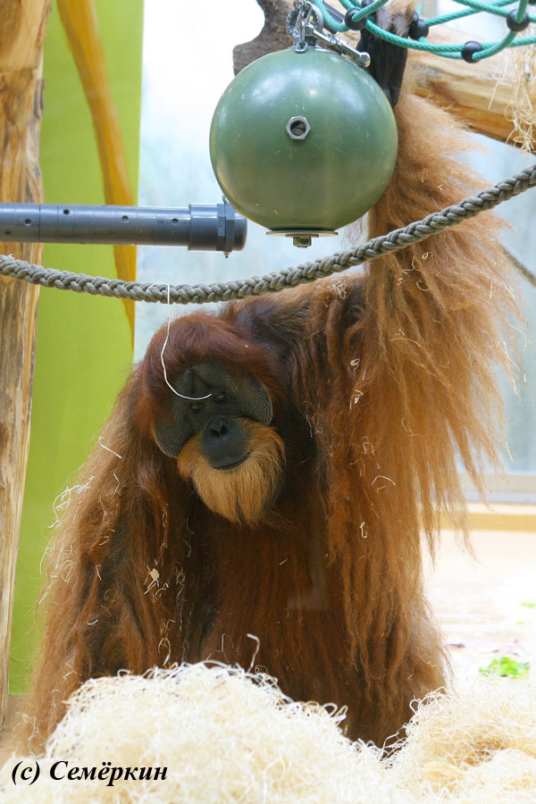 Зоопарк Хеллабрунн (Hellabrunn) - орангутанг - Вот ты какое, чудище лесное