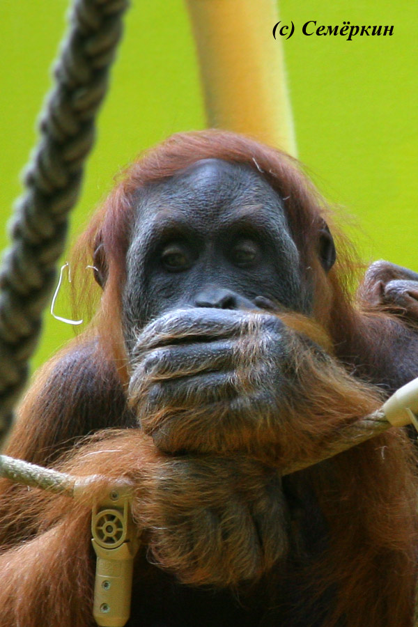 Зоопарк Хеллабрунн (Hellabrunn) - орангутанг - Ничего никому не скажу