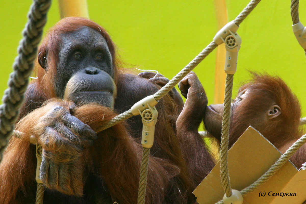 Зоопарк Хеллабрунн (Hellabrunn) - орангутанг