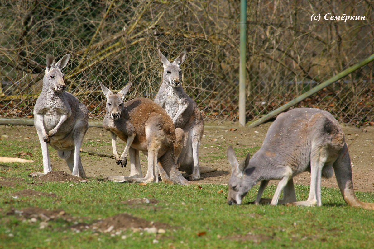 Зоопарк Хеллабрунн (Hellabrunn) - кенгуру