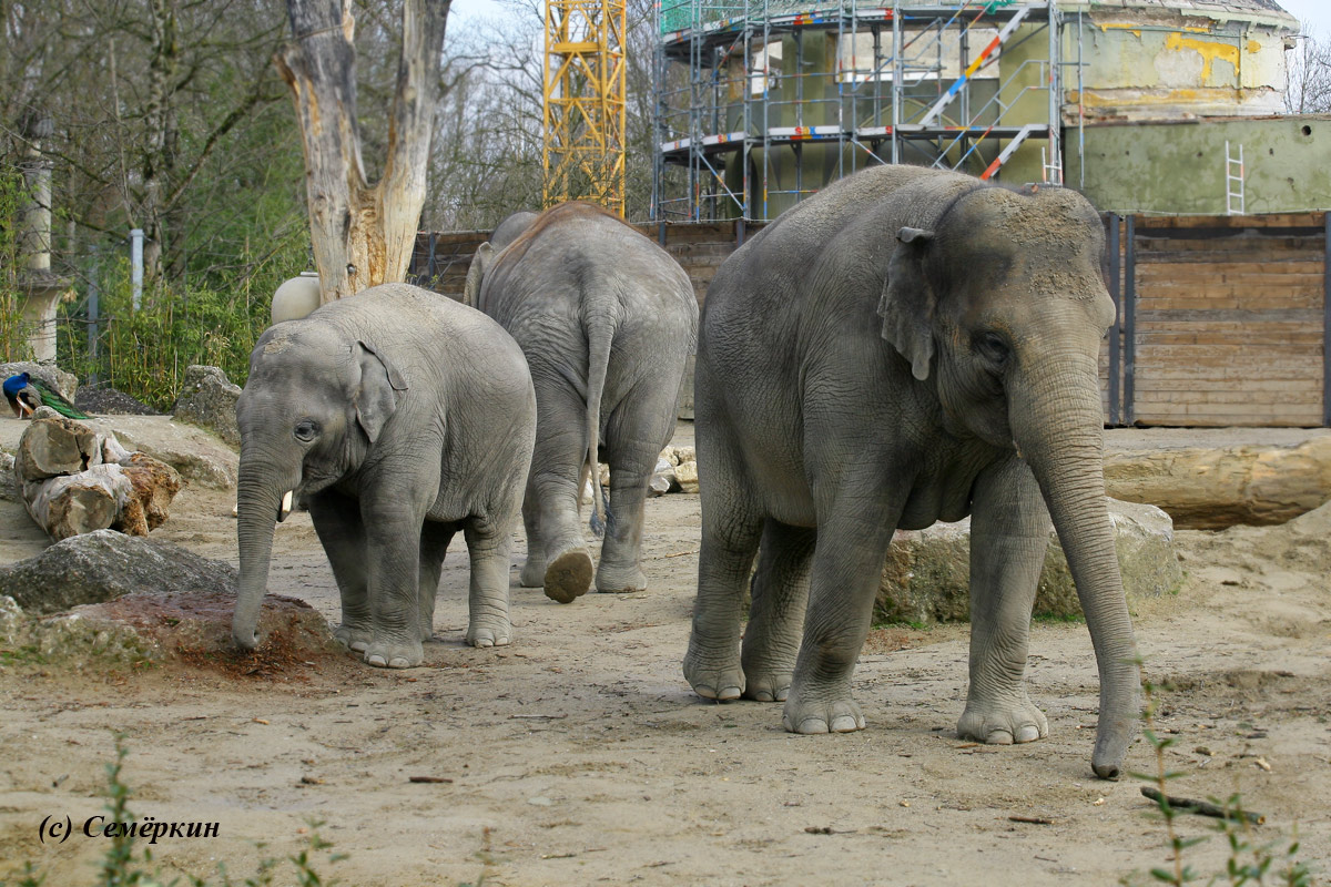 Зоопарк Хеллабрунн (Hellabrunn) - три слона
