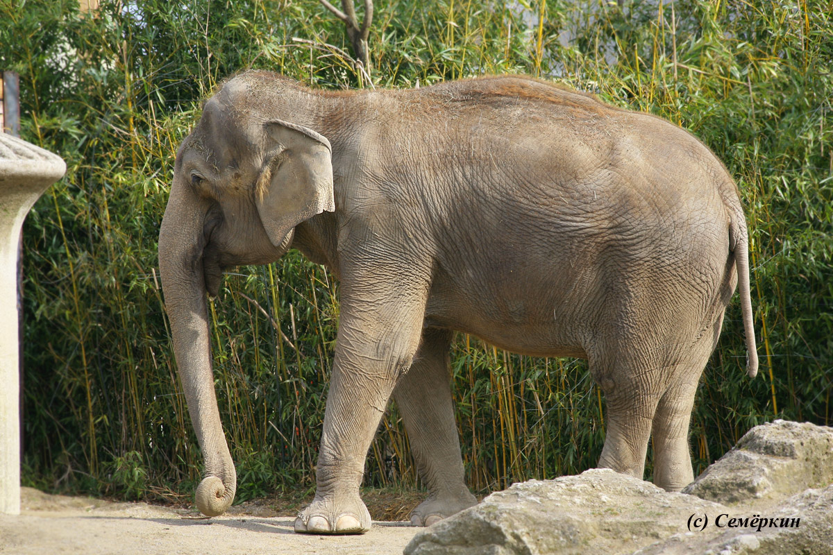 Зоопарк Хеллабрунн (Hellabrunn) - Слон, он и в Африке слон