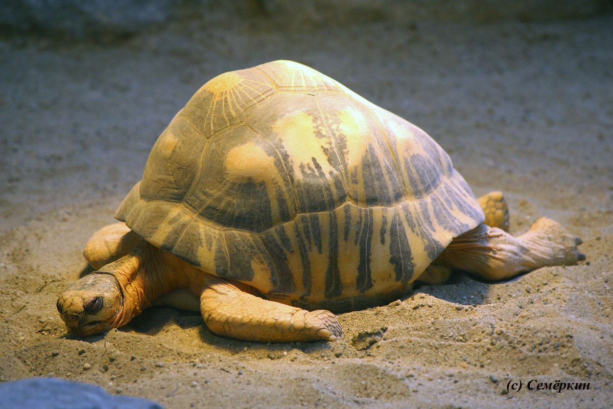 Зоопарк Хеллабрунн (Hellabrunn) - черепаха