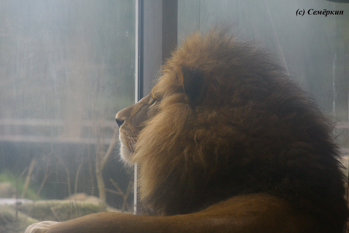 Зоопарк Хеллабрунн (Hellabrunn) - Лев в тумане