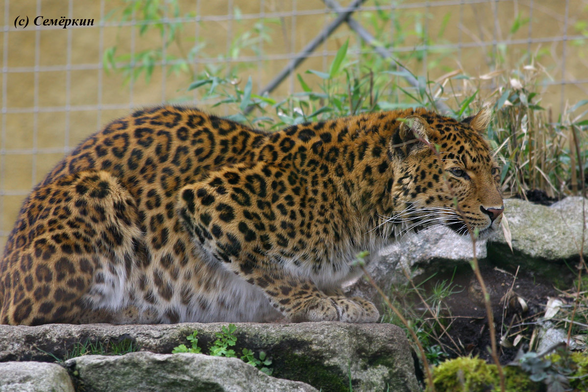 Зоопарк Хеллабрунн (Hellabrunn) - леопард