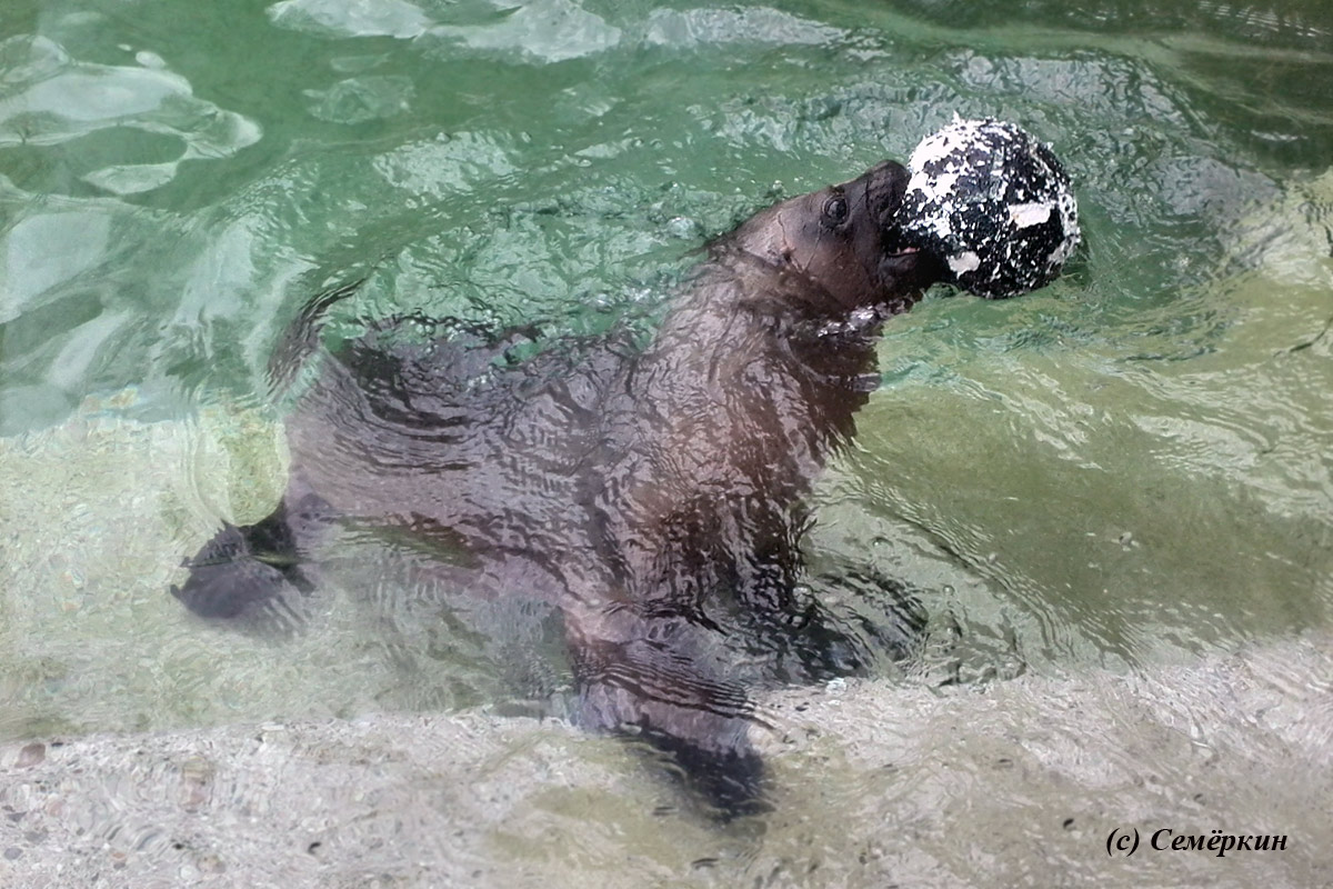 Зоопарк Хеллабрунн (Hellabrunn) - тюлень с мячом