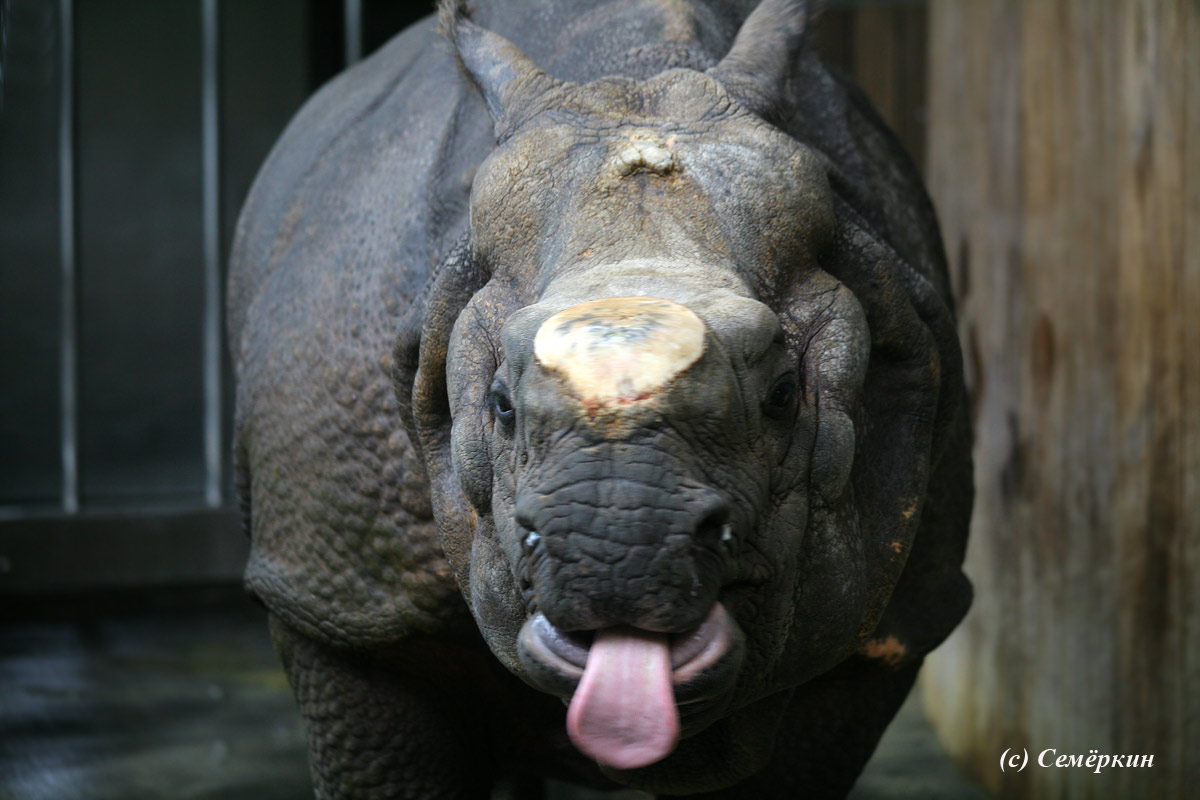 Зоопарк Хеллабрунн (Hellabrunn) - Носорог - Похож я на Эйнштейна, показывающего язык?