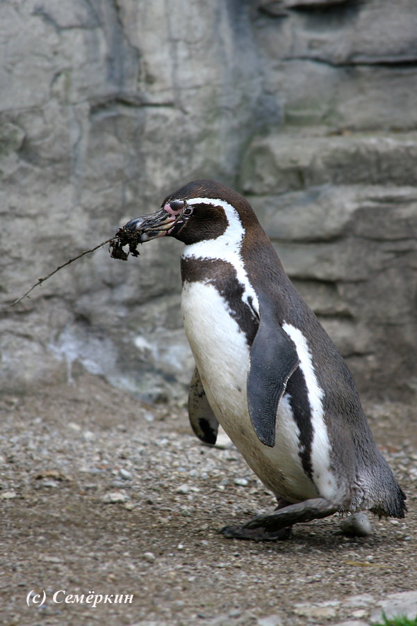 Зоопарк Хеллабрунн (Hellabrunn) - Пингвин несёт веточку