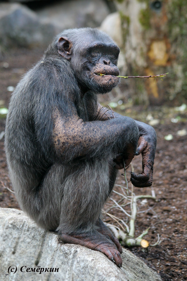 Зоопарк Хеллабрунн (Hellabrunn) - шимпанзе - Быть или не быть, вот в чём вопрос?
