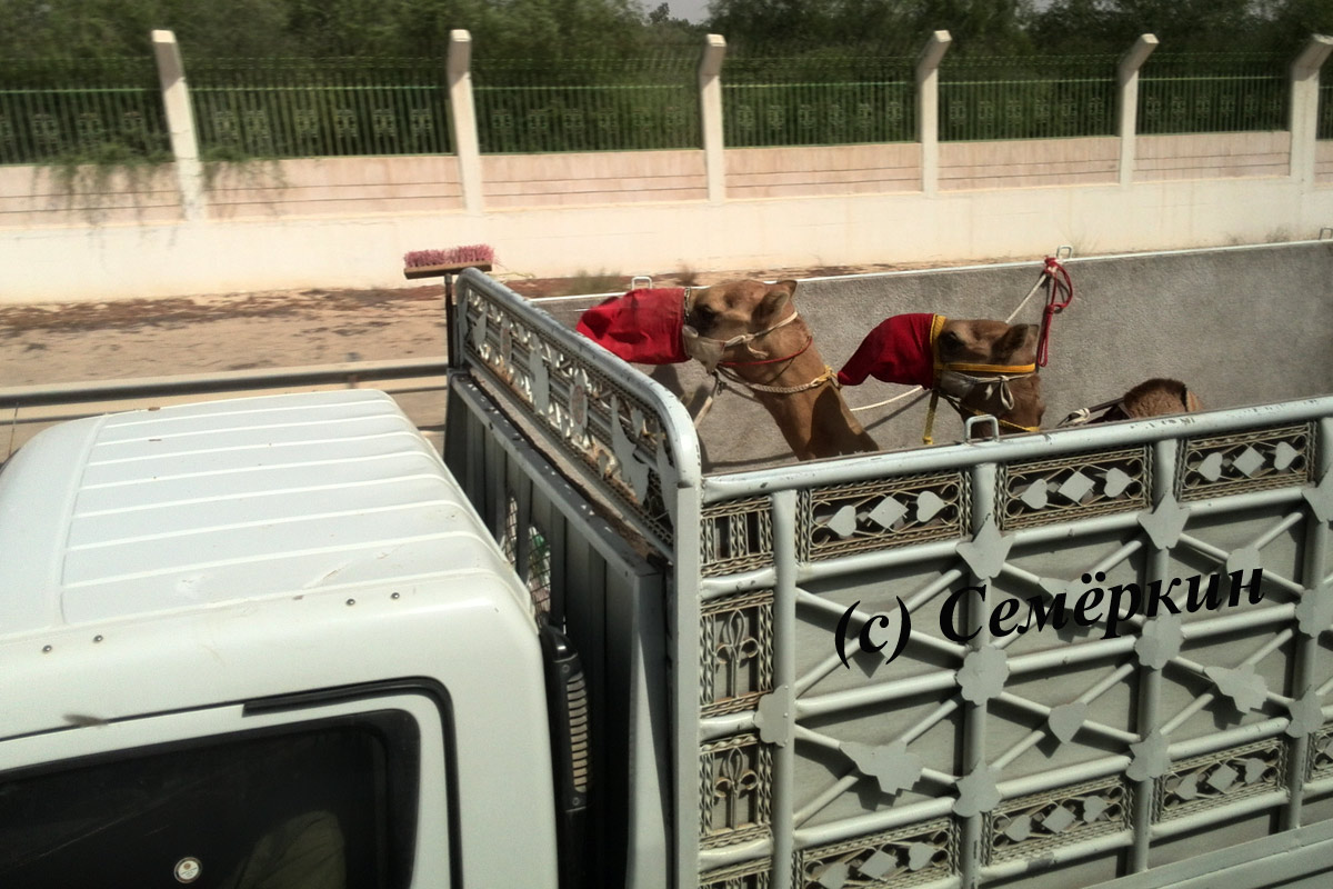 Как перевозят верблюдов в ОАЭ