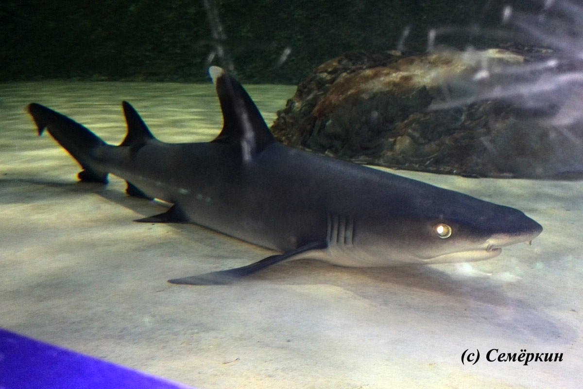 Аквариум в Шарджи - акула