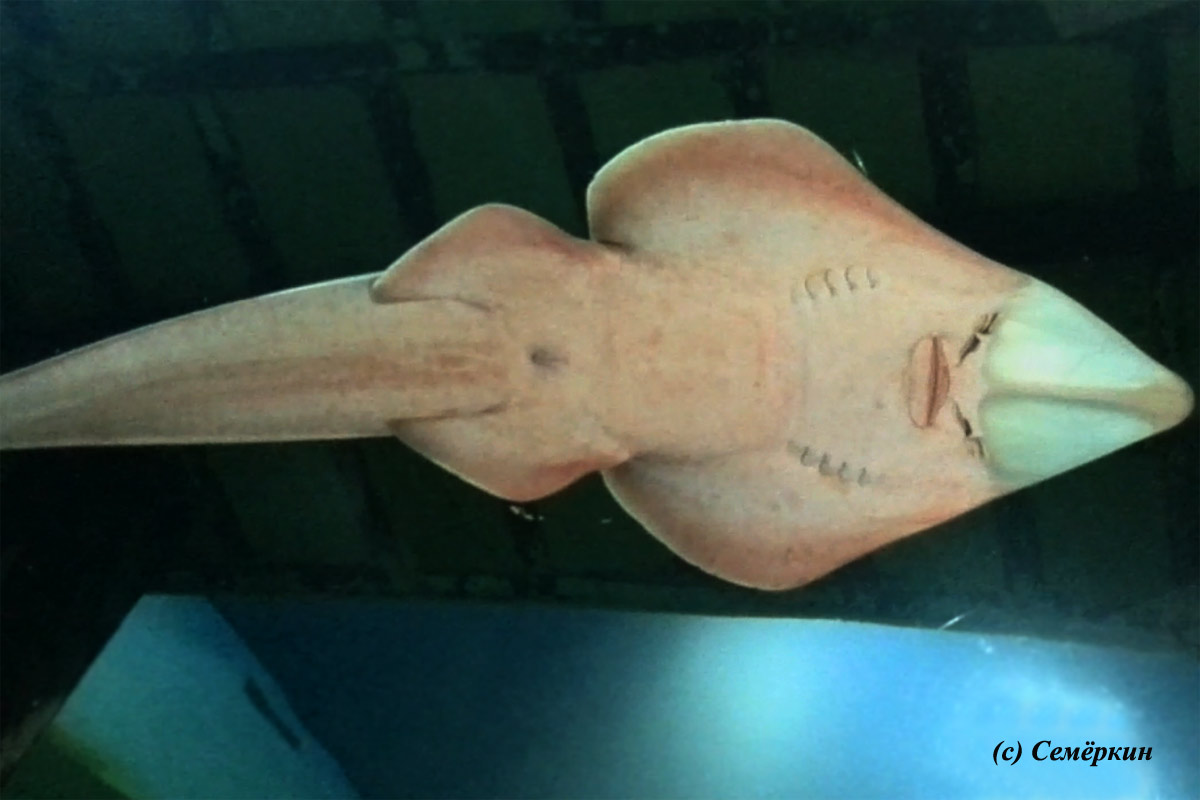 Аквариум в Шарджи - самая страхолюдная рыба