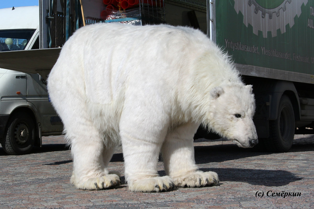 Хельсинки - белый медвед