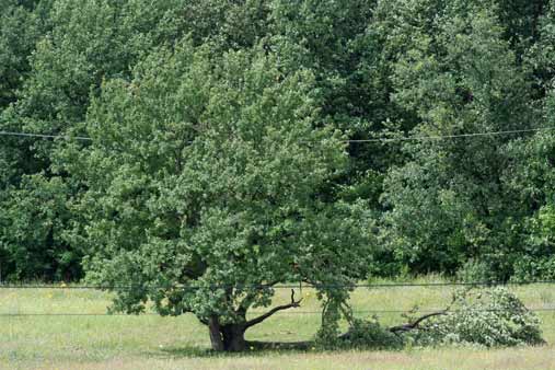 ураган в Казани поломал дерево Телперион
