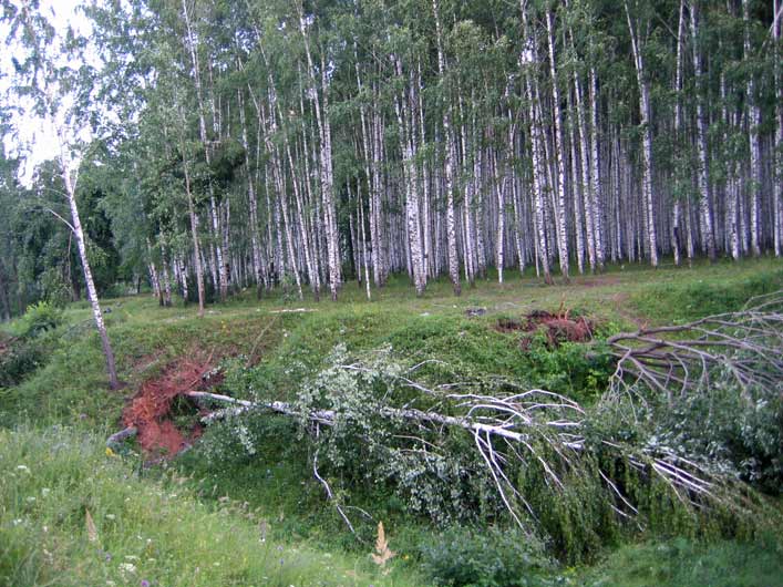 ураган в Казани повалил деревья